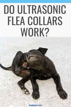 Do Ultrasonic Flea Collars Work? Pet Safe, Sound Waves, Dog Lovers, Pet, Dogs