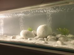 an aquarium with rocks and plants in it