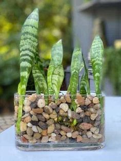 some plants are in a clear glass vase on a white tablecloth with rocks and pebbles