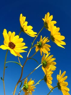 yellow flowers against a blue sky with no clouds