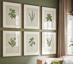 four framed botanical prints hang on the wall above a couch in front of a window