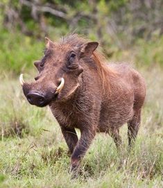 an animal that is standing in the grass with words above it saying bring home to the bacon