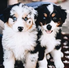 two puppies are sitting next to each other