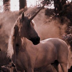 a white horse with long hair standing in the woods