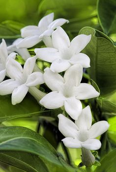 white flowers with green leaves in the background