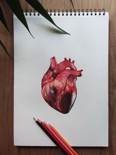 a drawing of a human heart and two colored pencils