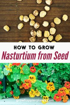 the words how to grow nasturum from seed are in front of some flowers