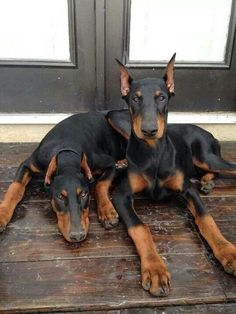 two black and brown dogs laying next to each other on a wooden floor in front of a door