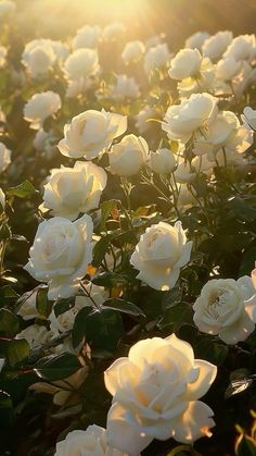 white roses are blooming in an open field at sundown, with the sun shining on them