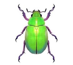 a green and purple bug with long antennae