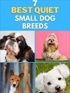 the 7 best quiet small dog breeds