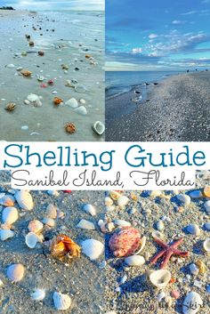 shells on the beach with text overlay reading shelling guide sanibe island florida