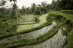 a man standing in the middle of a rice field