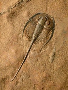 an animal fossil is shown in the sand