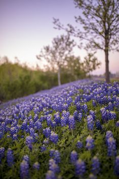 a field full of blue flowers with trees in the background