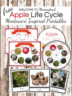 an apple life cycle is shown with pictures and instructions to make it look like apples