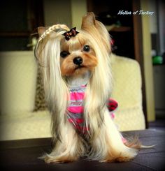 a small dog with long blonde hair wearing a pink shirt