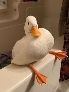 a white duck sitting on top of a bath tub