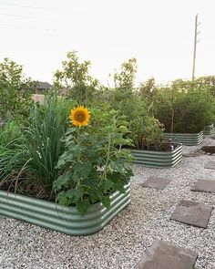 there is a sunflower in the center of this garden bed, surrounded by other plants