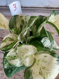 a potted plant with white and green leaves