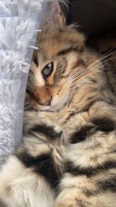 a cat laying on top of a white blanket