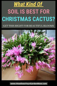 a potted plant sitting on top of a table with text overlay that reads, what kind of soil is best for christmas cactus? get this right for beautiful blooms