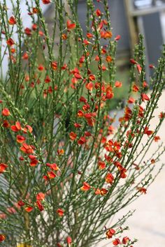 small red flowers are growing in a pot