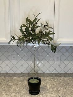 a small potted plant sitting on top of a kitchen counter