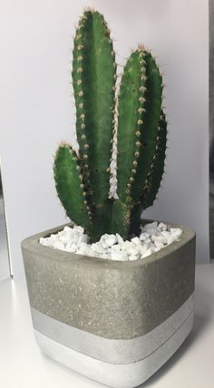 a green cactus in a cement pot on a white table top with gravel around it