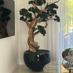 a bonsai tree sitting on top of a table