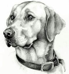 a black and white drawing of a dog