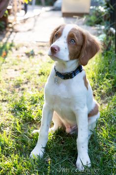 a brown and white dog sitting in the grass