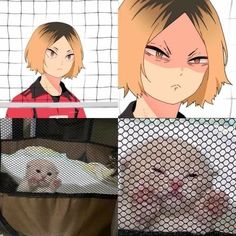 two pictures one with an animal in a cage and the other with a dog inside