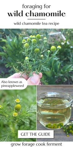 wild chamomile tea recipe with instructions on how to use it in the garden