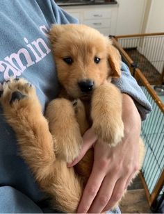 a person holding two puppies in their arms