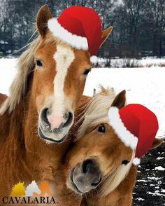 two horses standing next to each other in the snow