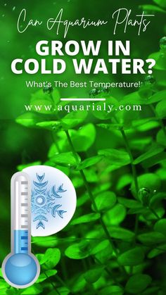 an aqua aquarium plant with the words grow in cold water