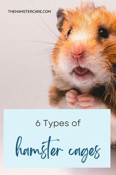 hamster cage tips, types of hamster cages, hamster pet, hamster care, hamster care guide, hamster guide, hamster, hamster tips, pets, rodents, best pets, hamster proper care, syrian hamster, dwarf hamster, hamster care tips, how to take care of a hamster Hamster Homes, Big Hamster Cages, Chinese Hamster, Reptile Tank, Syrian Hamster