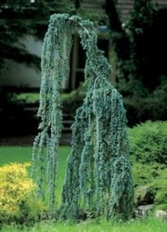 two tall green trees in the middle of a yard with grass and bushes around them