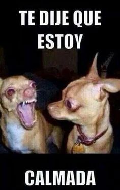 two dogs with their mouths open and the caption says, te due que estoy