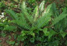 a green plant with lots of leaves in the middle of some grass and dirt area