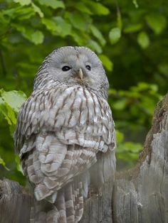 an owl sitting on top of a tree stump