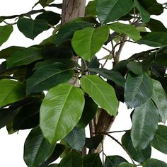 a tree with lots of green leaves on it