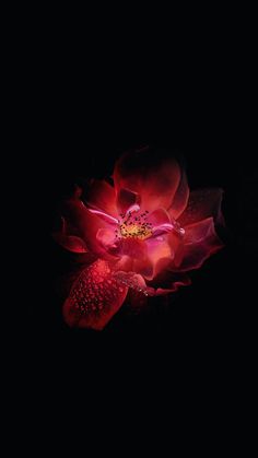 a red flower with water droplets on it's petals, in the dark background