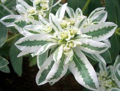 a white and green flower with leaves in the background