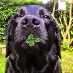 a close up of a dog with a clover in its mouth