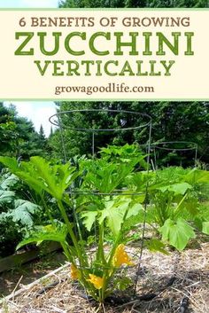 a garden with plants growing in it and the words, 6 benefits of growing zucchini vertically