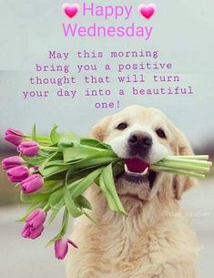 a dog with tulips in its mouth and the caption says, happy wednesday may this morning bring you a positive thought that will turn your day into a beautiful one