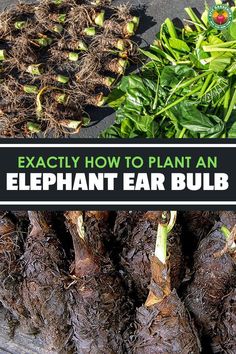 an elephant ear bulb is shown with the title, exactly how to plant an elephant ear bulb