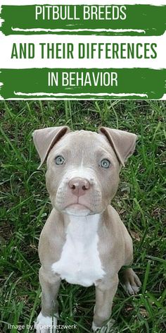 a puppy sitting in the grass looking up at the camera